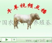 国产牛牛在线